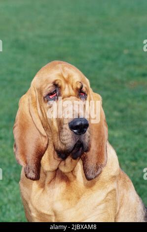 Close-up of a bloodhound's face with green grass in the background Stock Photo