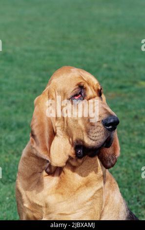 Close-up of a bloodhound's face with green grass in the background Stock Photo