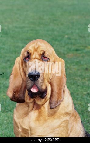 Close-up of a bloodhound's face with green grass in the background Stock Photo