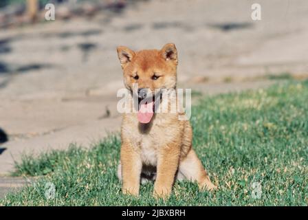 A Shiba Inu puppy standing in grass Stock Photo