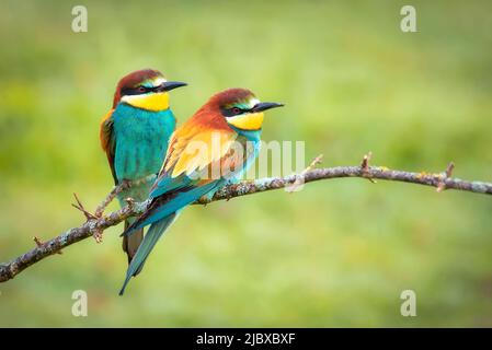 bee-eater couple perched together on a branch Stock Photo