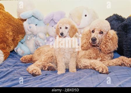 A standard poodle puppy and its mother with stuffed toys Stock Photo