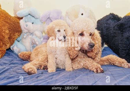 A standard poodle puppy and its mother with stuffed toys Stock Photo