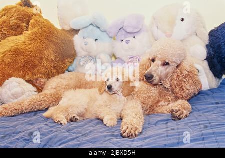 A standard poodle puppy and its mother with stuffed toys Stock Photo