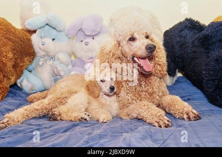 A standard poodle puppy and its mother with stuffed toys Stock Photo