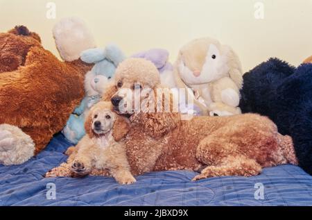 A standard poodle puppy and its mother with stuffed toys Stock Photo