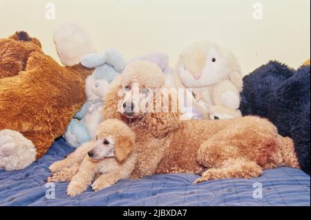 A standard poodle puppy and its mother with stuffed toys Stock Photo