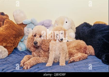 A standard poodle puppy and its mother with stuffed toys Stock Photo