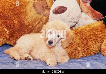 Shops toys for standard poodle puppies