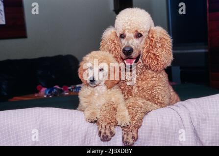 A standard poodle puppy and its mother with their paws on the edge of a surface Stock Photo