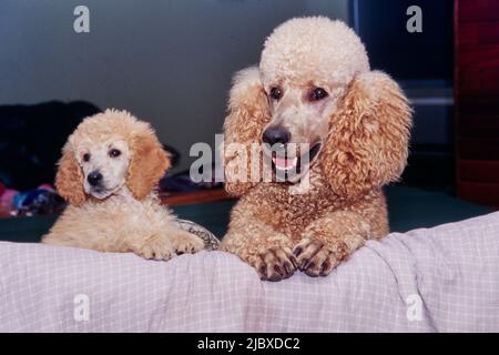 A standard poodle puppy and its mother with their paws on the edge of a surface Stock Photo