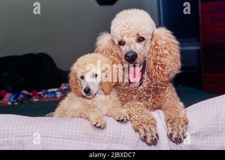 A standard poodle puppy and its mother with their paws on the edge of a surface Stock Photo