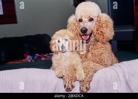 A standard poodle puppy and its mother with their paws on the edge of a surface Stock Photo