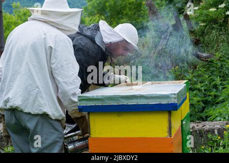 Two beekeepers with protective workwear in an apiary inspect bee hives and smoke them with a smoker to calm them down. Beekeeping concept Stock Photo