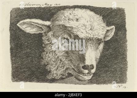 Head of a lamb Studies of cows, sheep and goats (series title), print maker: Anthony Oberman, (mentioned on object), Amsterdam, May-1810, paper, etching, h 115 mm × w 172 mm