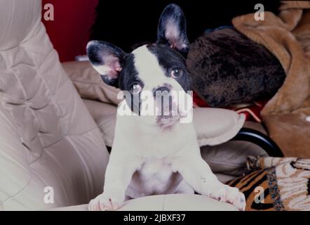 A pied French bulldog sitting on a tiger print blanket on a chair Stock Photo