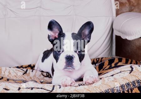 A pied French bulldog sitting on a tiger print blanket on a chair Stock Photo