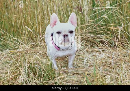 Tall store french bulldog