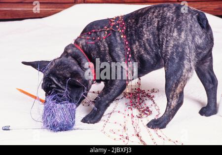 A brindle French bulldog playing with string on a white blanket Stock Photo