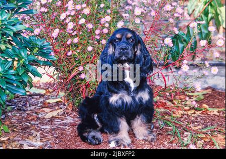 A black and tan American Cocker Spaniel sitting in a garden with purple flowers behind Stock Photo