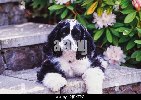 A black and white American Cocker Spaniel laying on stone stairs with white flowers in the background Stock Photo