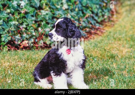 A black and white American Cocker Spaniel sitting in a grass lawn with greenery in the background Stock Photo