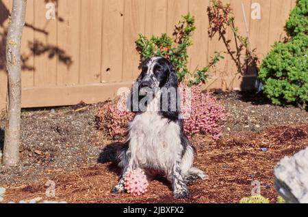A black and white ticked English cocker spaniel sitting in garden mulch with a toy Stock Photo