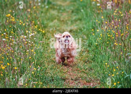 A golden colored American Cocker Spaniel running up a trail through tall grass and yellow wildflowers Stock Photo