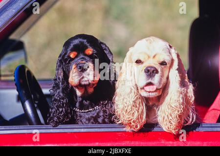 Two American Cocker Spaniels sitting in a red truck Stock Photo