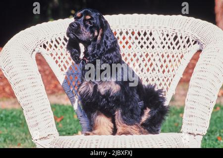 A black and tan American Cocker Spaniel sitting in a white wicker chair Stock Photo