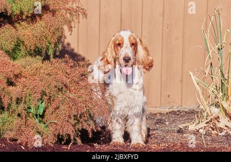 A red and white English cocker spaniel standing in a garden bed Stock Photo