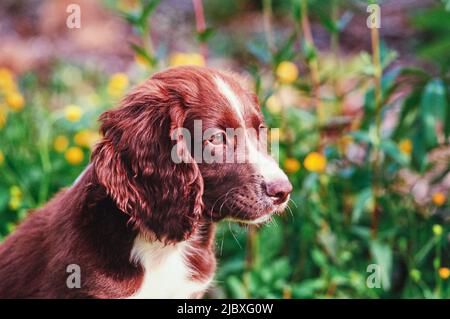 A liver and white English cocker spaniel sitting in front of yellow flowers and greenery Stock Photo