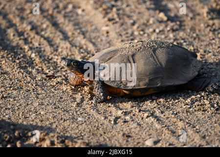 A large common snapping turtle, Chelydra serpentina, crossing a gravel road in the Adirondack Mountains, NY USA Stock Photo