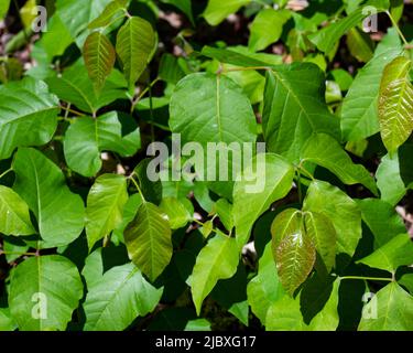 A patch of poison ivy, a allergenic plant,Toxicodendron radicans, growing in the Adirondack Mountains, NY USA causing contact dermatitis Stock Photo