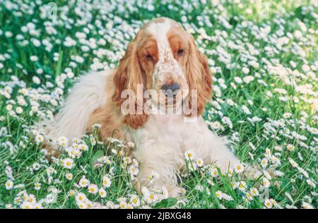 A red and white English cocker spaniel laying in green grass with white wildflowers Stock Photo