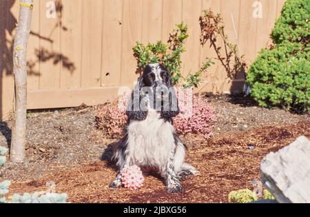 A black and white ticked English cocker spaniel sitting in garden mulch with a toy Stock Photo