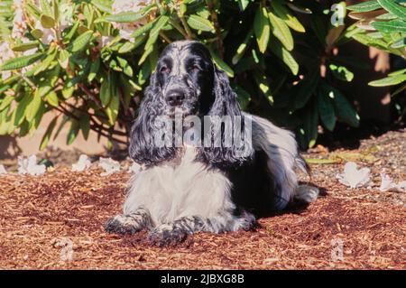 A black and white ticked English cocker spaniel laying in garden mulch Stock Photo