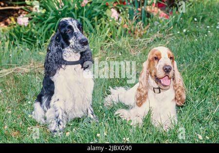 Two English cocker spaniels sitting in green grass Stock Photo