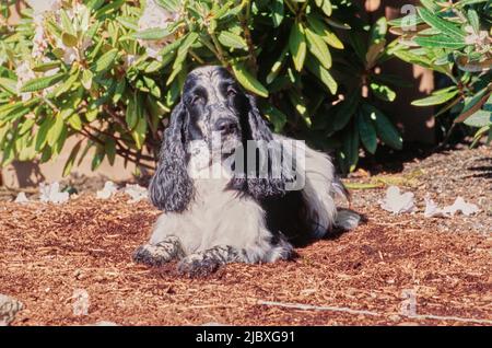 A black and white ticked English cocker spaniel laying in garden mulch Stock Photo