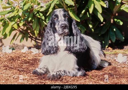 A black and white ticked English cocker spaniel laying in garden mulch Stock Photo