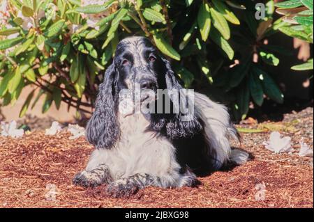 A black and white ticked English cocker spaniel laying in garden mulch Stock Photo