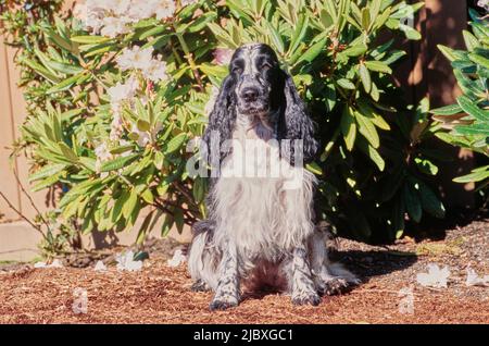 A black and white ticked English cocker spaniel sitting in garden mulch Stock Photo