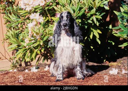 A black and white ticked English cocker spaniel sitting in garden mulch Stock Photo