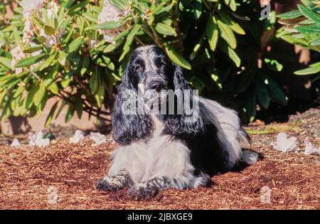 A black and white ticked English cocker spaniel laying in garden mulch Stock Photo