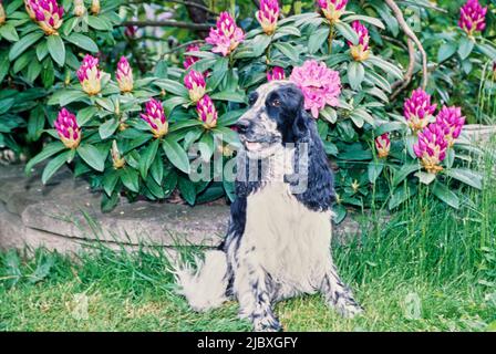 A black and white ticked English cocker spaniel sitting in grass in front of purple flowers and greenery Stock Photo