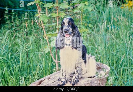 A black and white ticked English cocker spaniel sitting on a stump near tall grass Stock Photo