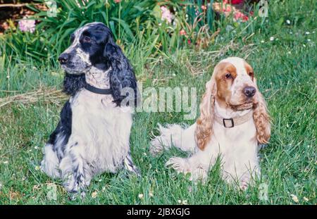 Two English cocker spaniels sitting in green grass Stock Photo