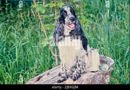 A black and white ticked English cocker spaniel sitting on a stump near tall grass Stock Photo