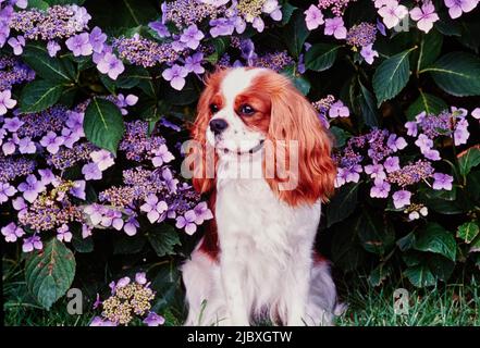 A Cavalier King Charles Spaniel sitting in front of a purple flower covered plant Stock Photo