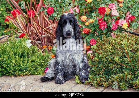 A blue roan English cocker spaniel sitting on a brick planter with red orange and yellow flowers behind Stock Photo